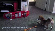 EEVEE discovers Steve's Skateboard - Cute Shiba Inu Puppy Spinning Skateboard Wheel Playing