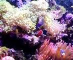 marine fish & corals