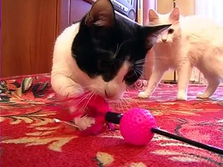 Мочекаменная болезнь у котов: как предотвратить . Все О Домашних Животных.