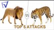 아프리카 야생 동물 사자 VS 호랑이 상위 5 공격