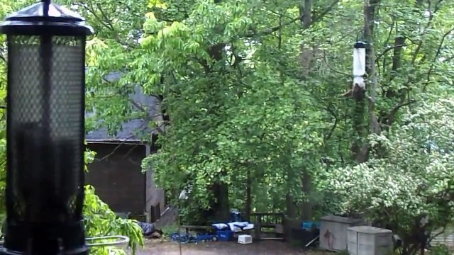 The Bird Feeder Complex: Tense House Finches