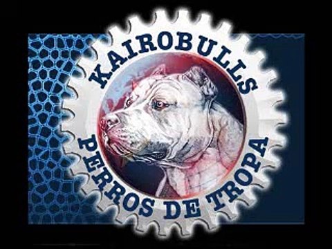 XXL PIT BULLS, AMERICAN BULLY PIT BULL BULLY, PITBULL TERRIER masive