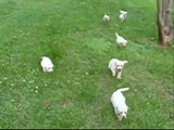 Lab puppies running towards the camera! SO CUTE!!!!!