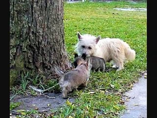 Mother's Day 2008 - Col. Potter Cairn Rescue Network