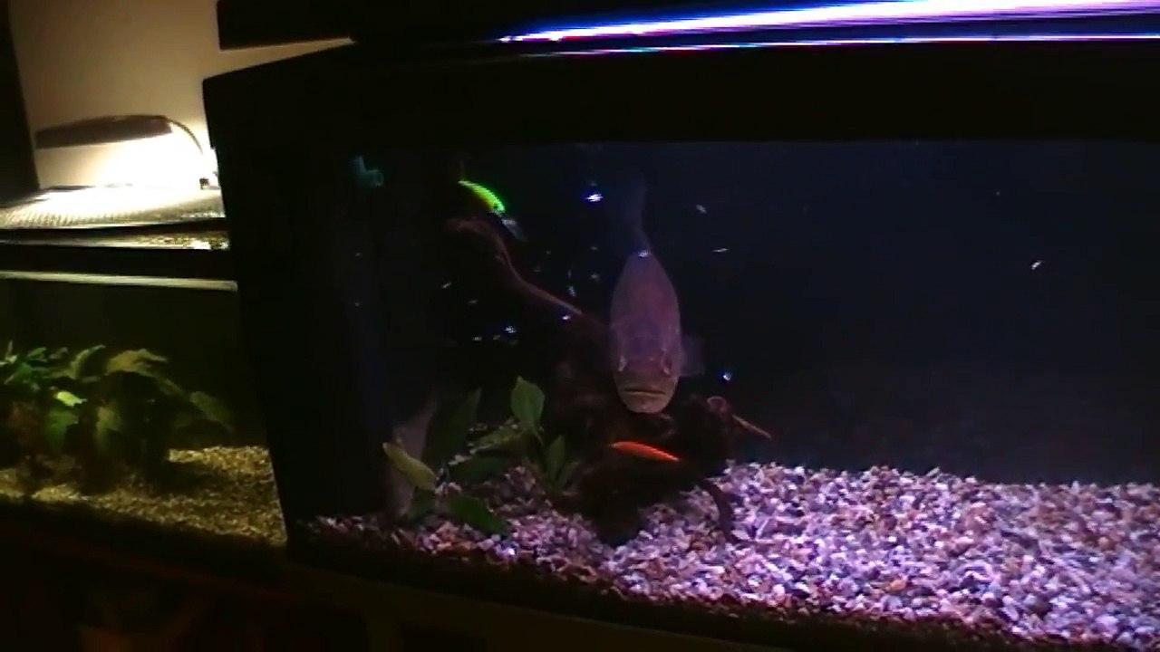 Frank - The Black Bass