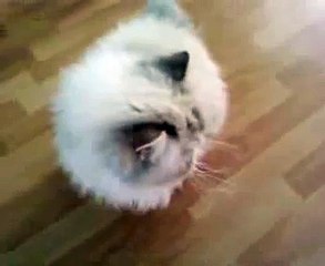 De typische miauw van Poes!