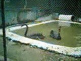 Black swans are large birds with black plumage and red bills,Alipore Zoo