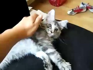 Maine Coon Kitten squeaking and purring