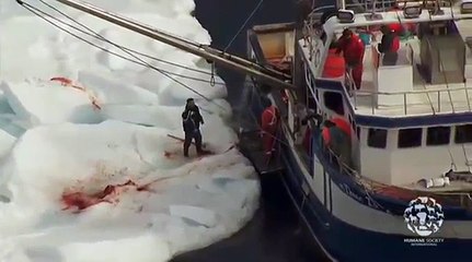 2010 Canada Seal Hunt:  Raw Footage from the Ice