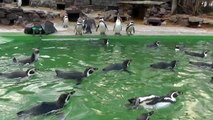 Penguins love water but some are afraid of it - Pinguine mögen Wasser, aber manche sind wasserscheu