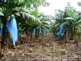 LAS HIGUERAS VERACRUZ