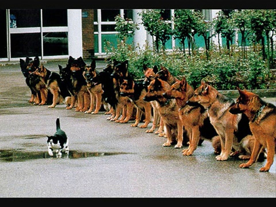 Funny Dogs and Cats