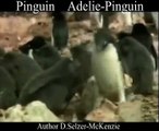 Pinguin Adeliepinguin Tiere Animals Natur SelMcKenzie Selzer-McKenzie