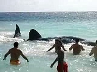 Pakistani Prank Call To Sweety Bengali Aunty