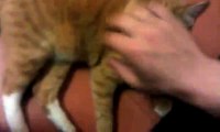 Cat biting dumb owner's finger: painful, ouch!
