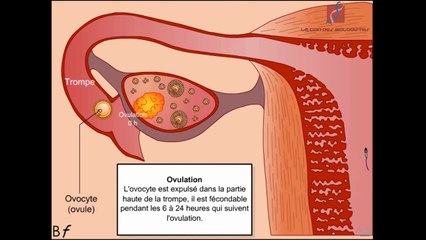 Les étapes de la fécondation chez l'homme