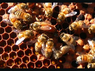la importancia de las abejas