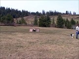 Training Herding Dog to Pen Sheep -- Border Collie -- Stock Work Demo-- Shepherd -- Gate