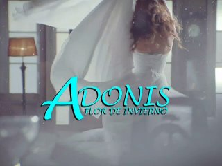 Adonis Flor de Invierno - Jueves 11/06