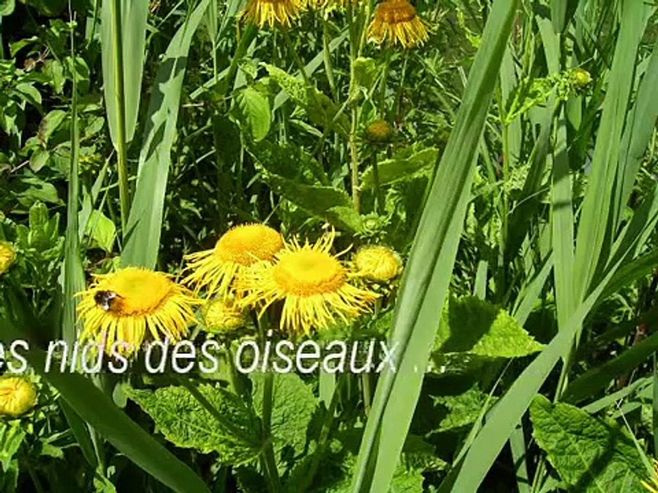 La maison près de la fontaine-chanson de Nino Ferrer_0001.wmv