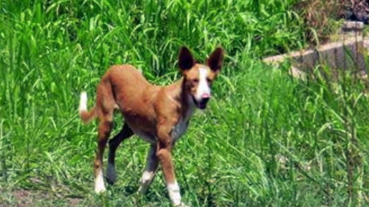 Little Pod Association Podenco Rescue - Savanah & her family