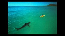 the biggest sharks - great white shark attacking seals