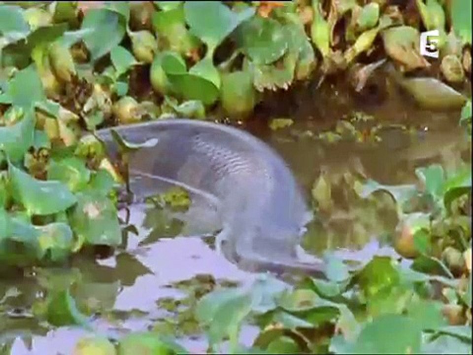 rep anaconda