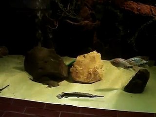 Großaquarium mit 500 Watt Beleuchtung