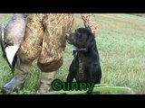 Hunting Dogs Retrieving - MC Hunt Club