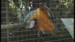 The Blue and Yellow Macaw
