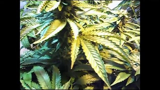 WEEK 5 - BLUEBERRY + PURPLE KUSH - MARIJUANA GROW ROOM RE-FLOWERING - GREEN PLANET NUTRIENTS