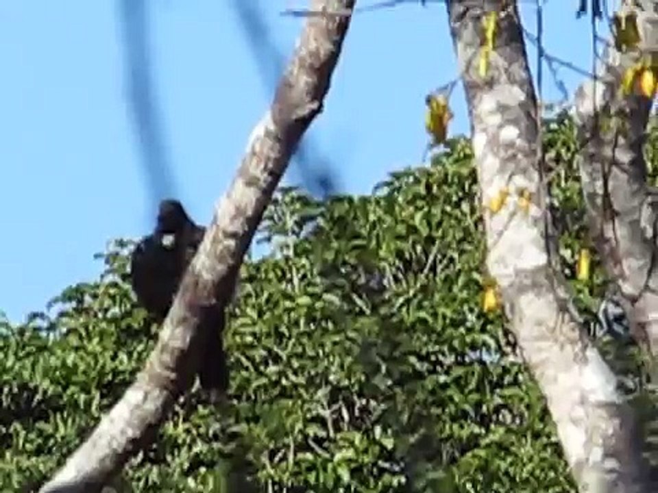 Tui