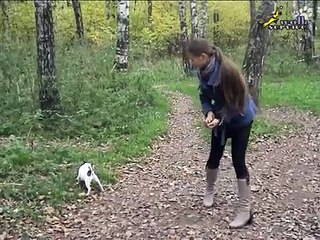 Как отучить собаку тянуть поводок и научить собаку рядом