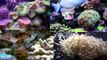 Aquarium Type, Size, Sump & Location - EP 2: Saltwater Aquarium Basics