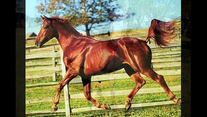Mejor recopilación para verdaderos amantes de caballos