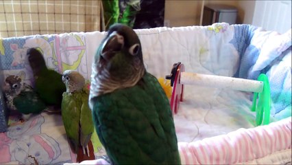 Gracie, Dizzy, Calli, and Sweet Pea -- Green Cheek Conures