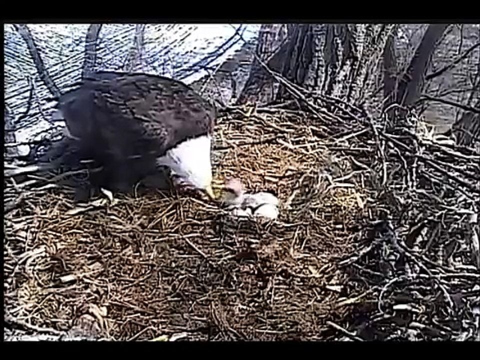 Second Chick Hatches at Decorah Bald Eagle Nest Mar 29 2015
