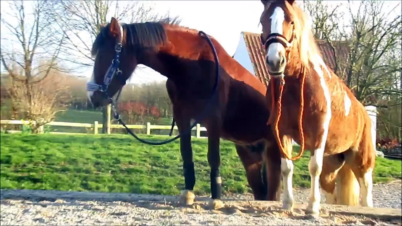 Petit bêtisier équestre !