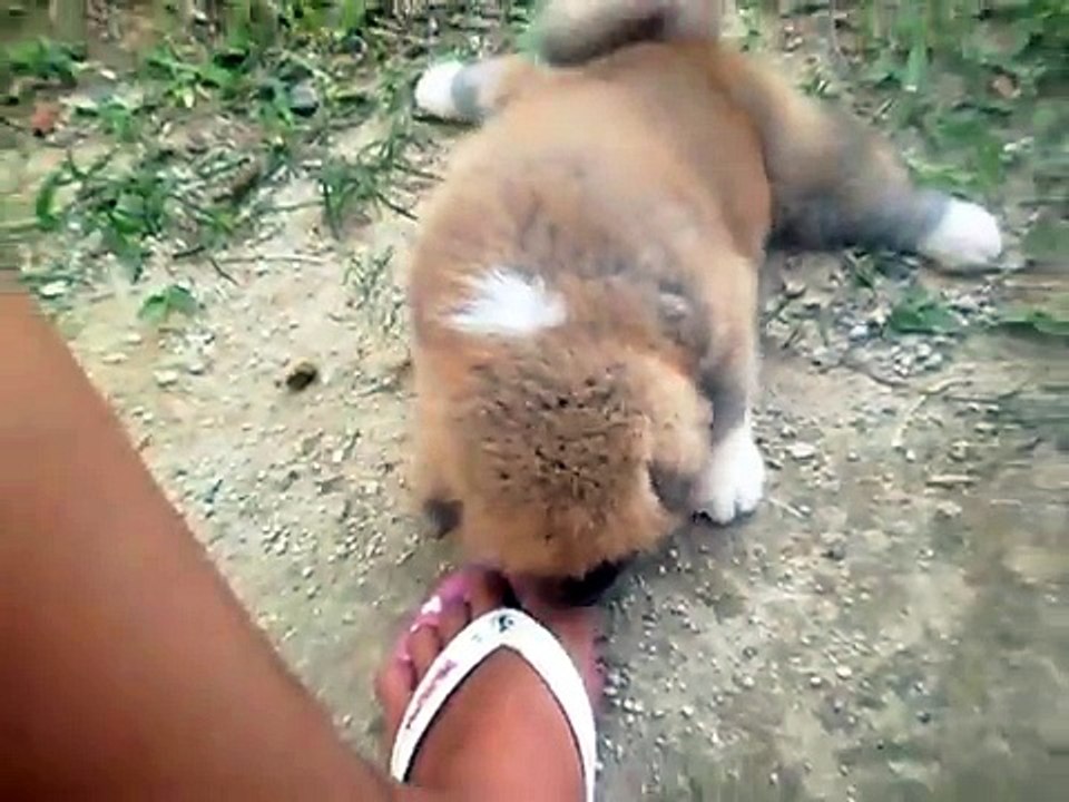 Filhotes Akita Inu - Akita Inu Puppies