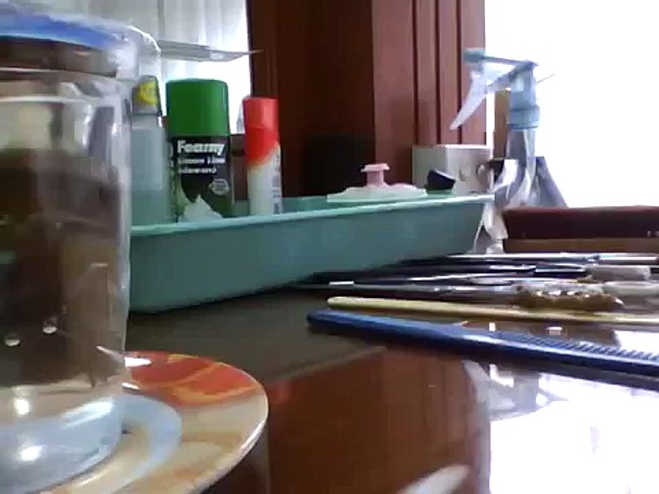 Head Shave Timelapse