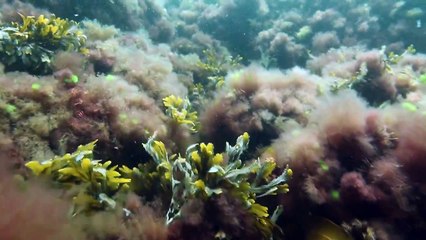 FISH DON'T CARE - Relevance of the COFI Guidelines on small-scale fishery in the EU.