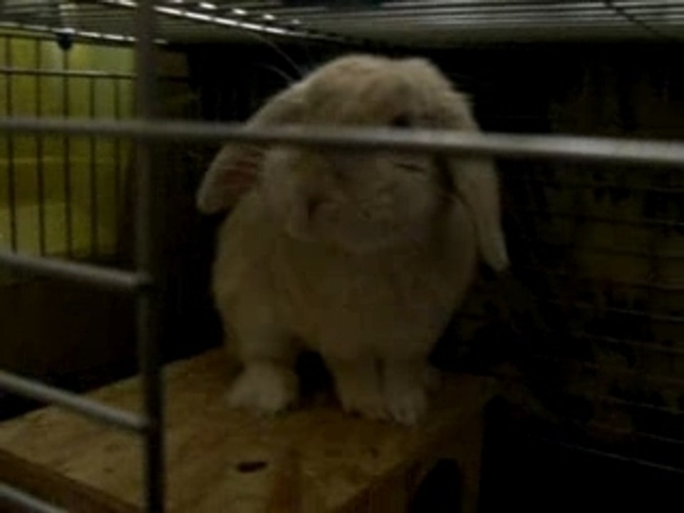 Mattez mon gros Léon !!