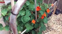 Volunteer pumpkins growing from compost added to gardening container