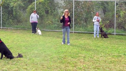 Red Light, Green Light Game to Teach Dogs Impulse Control