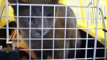 Ashli (the one-eyed cat) from Iran arrived at LAX!  Sept 2011
