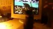 Cute Kitty Watching Mad Kitties!!!!