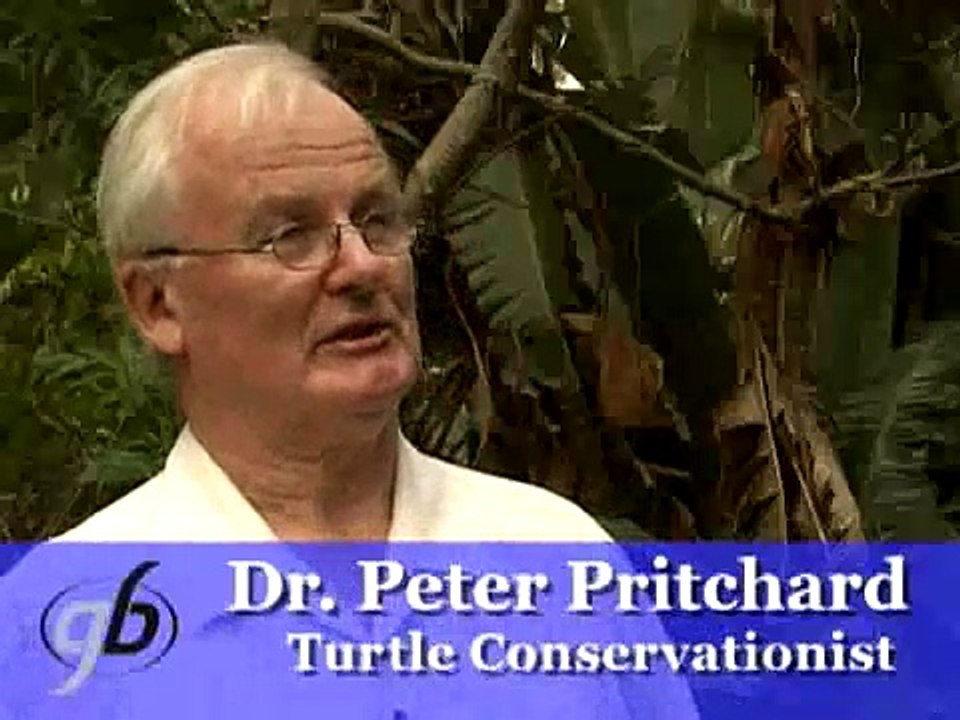 Weird Turtle Collection