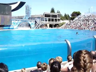 Sea World - Shamu