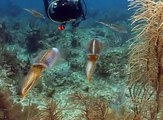Little Cayman Beach Resort - Caribbean Reef Squids