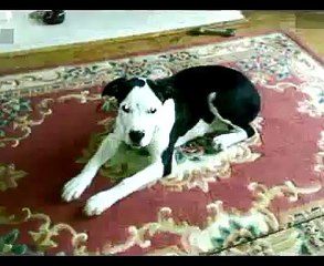 presa canario x american bulldog cross